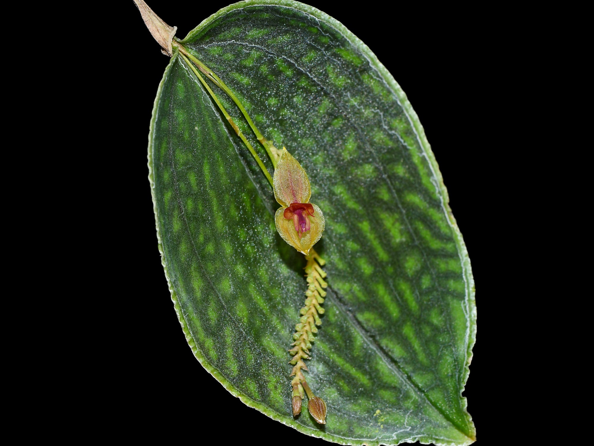 Lepanthes nicolasii × calodictyon – Rare Intermediate Miniature