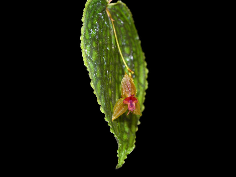 Lepanthes nicolasii x Lepanthes calodictyon