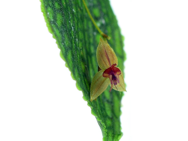 Lepanthes nicolasii x Lepanthes calodictyon