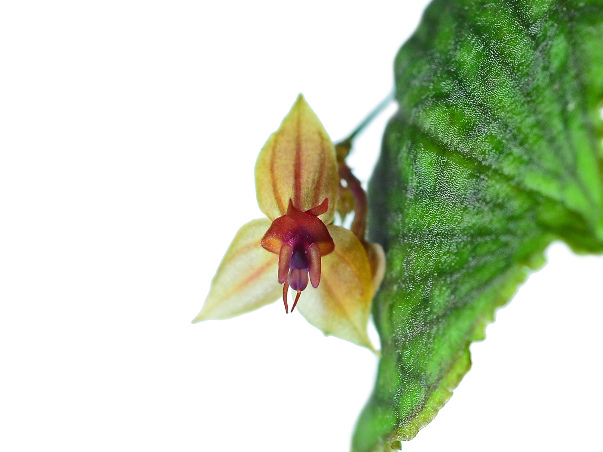 Lepanthes nicolasii × calodictyon – Rare Intermediate Miniature