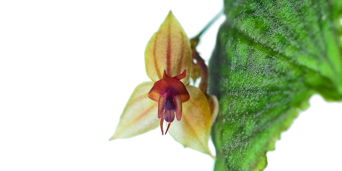 Lepanthes nicolasii × calodictyon – Rare Intermediate Miniature