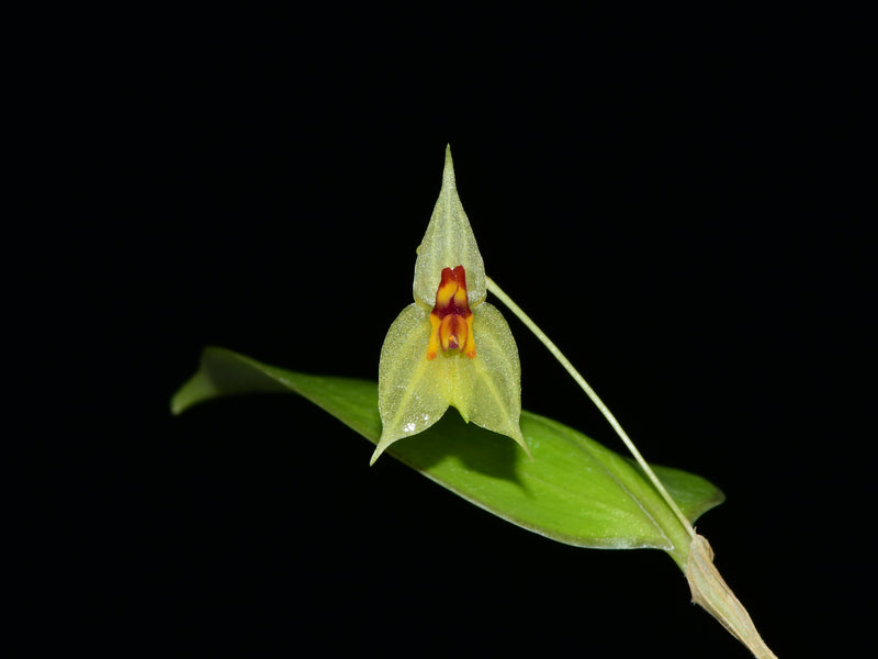 Lepanthes nicolasii x Lepanthes steyermarkii