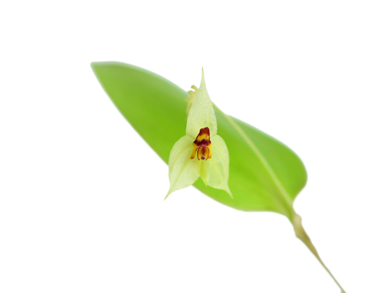 Lepanthes nicolasii x Lepanthes steyermarkii