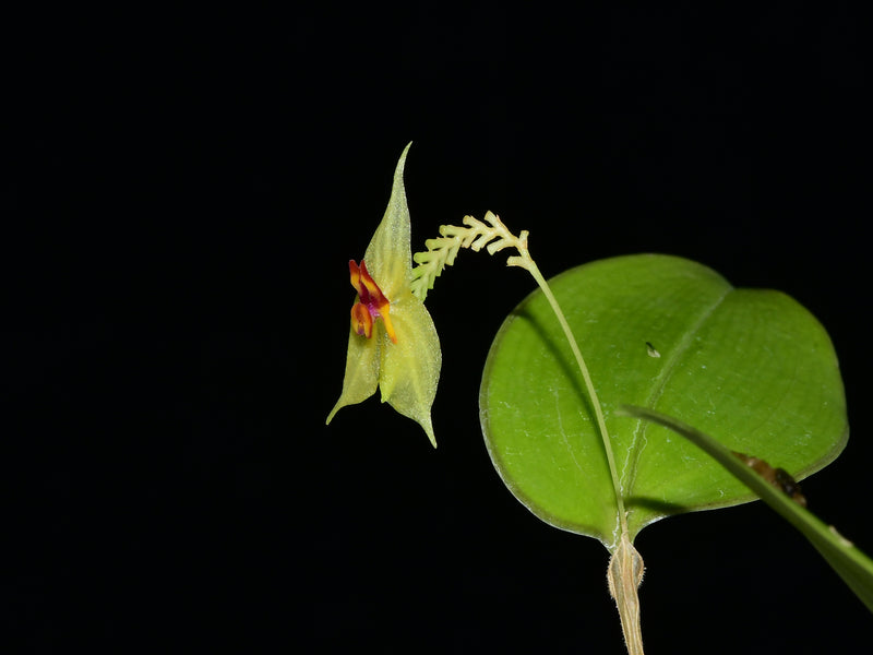 Lepanthes nicolasii x Lepanthes steyermarkii