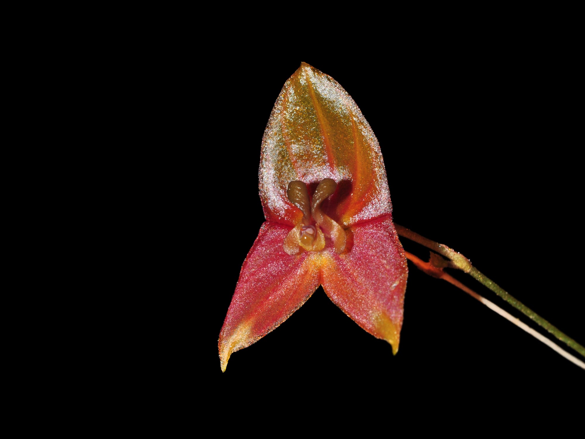 Lepanthes niesseniae – Intermediate Miniature Species Orchid from