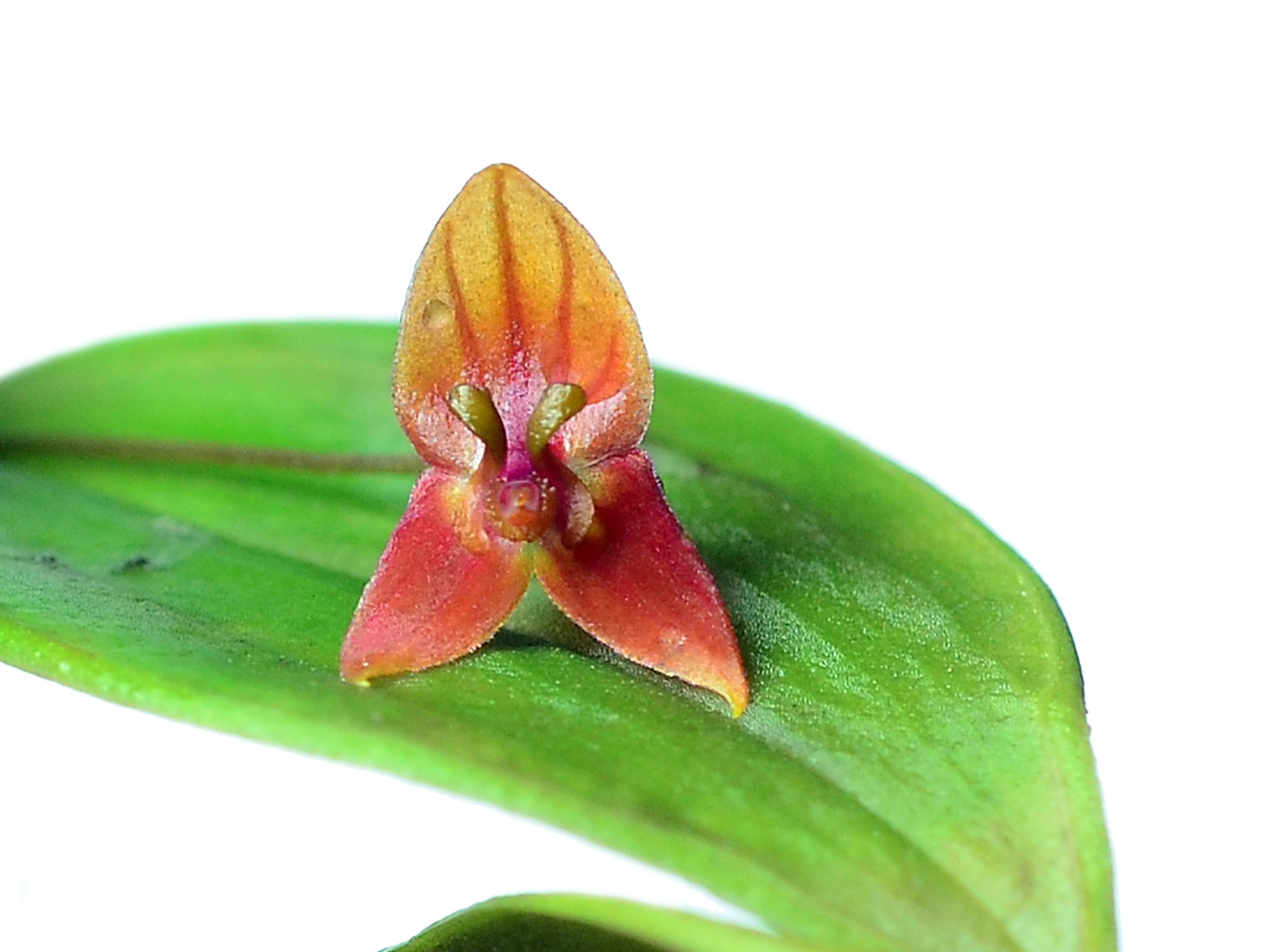 Lepanthes niesseniae – Intermediate Miniature Species Orchid from