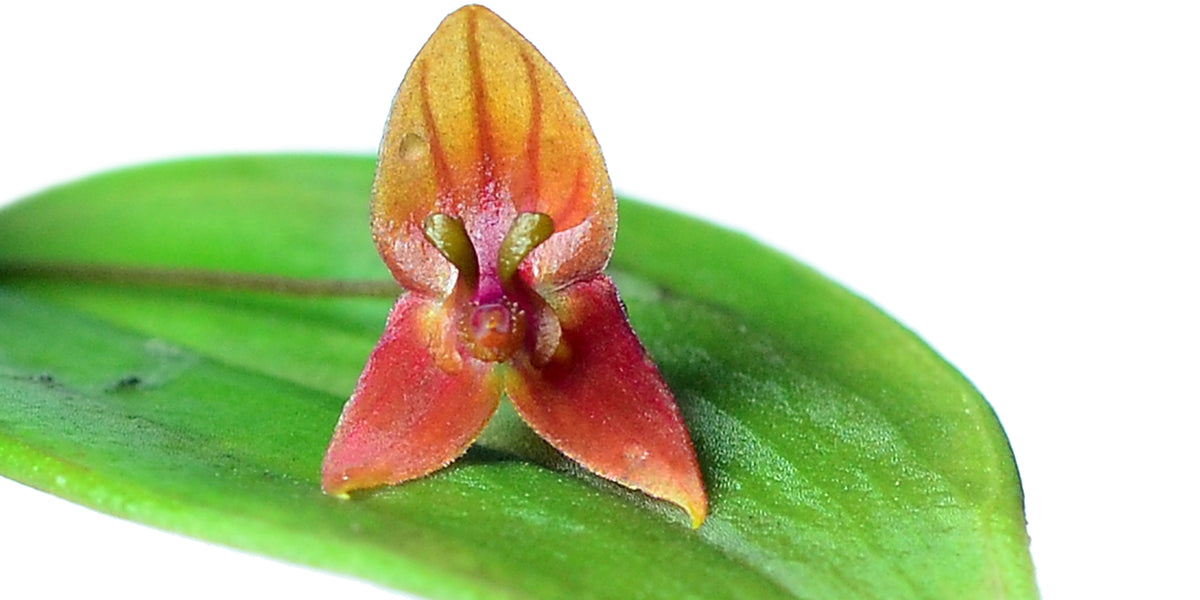 Lepanthes_niesseniae_flor_1200