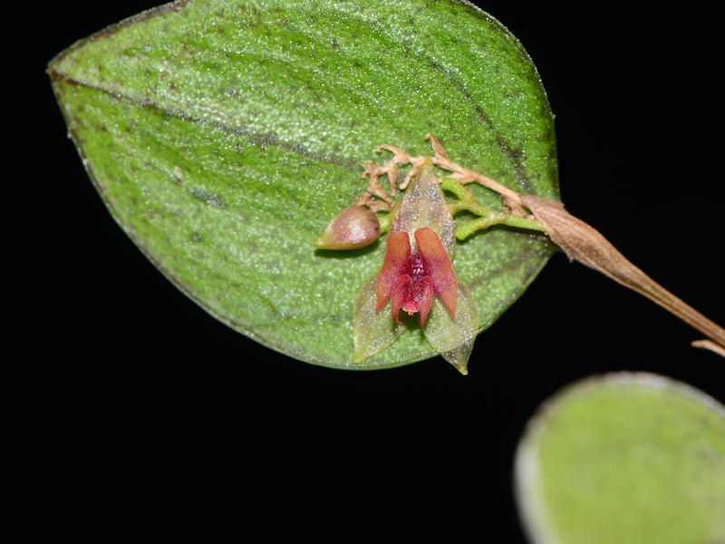 Lepanthes nontecta