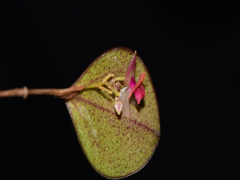 Lepanthes nontecta