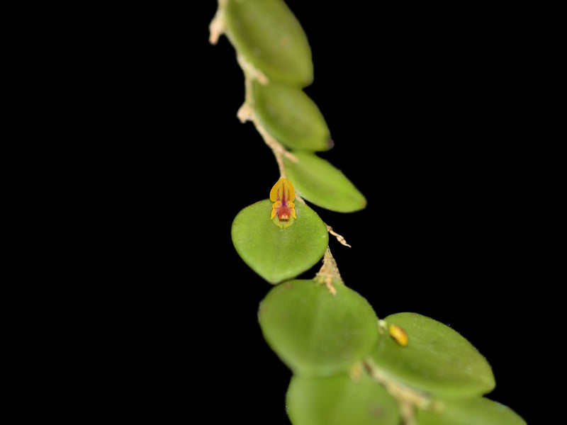 Lepanthes nummularia