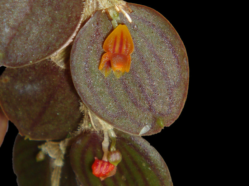 Lepanthes nummularia