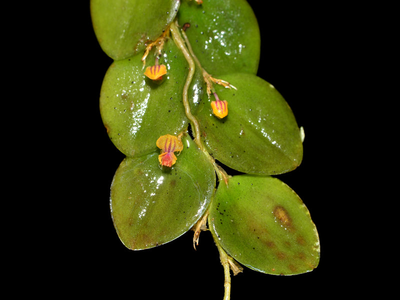 Lepanthes nummularia