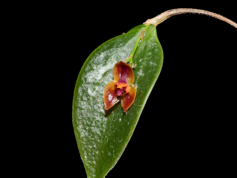 Lepanthes nutanticaulis