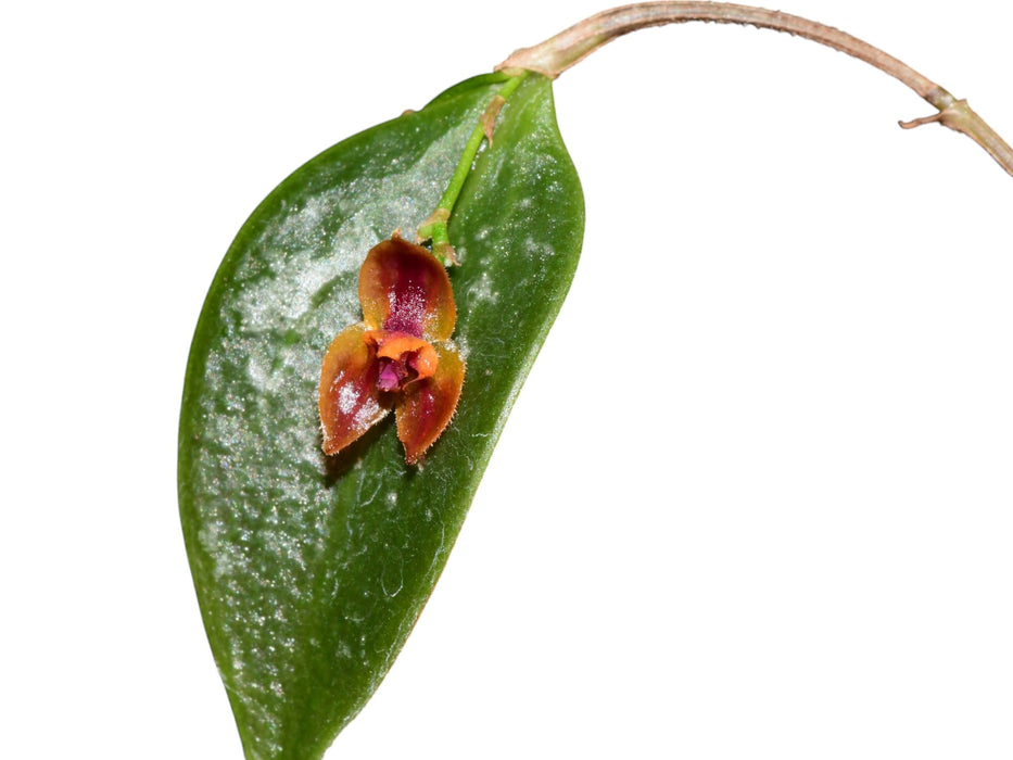 Lepanthes nutanticaulis