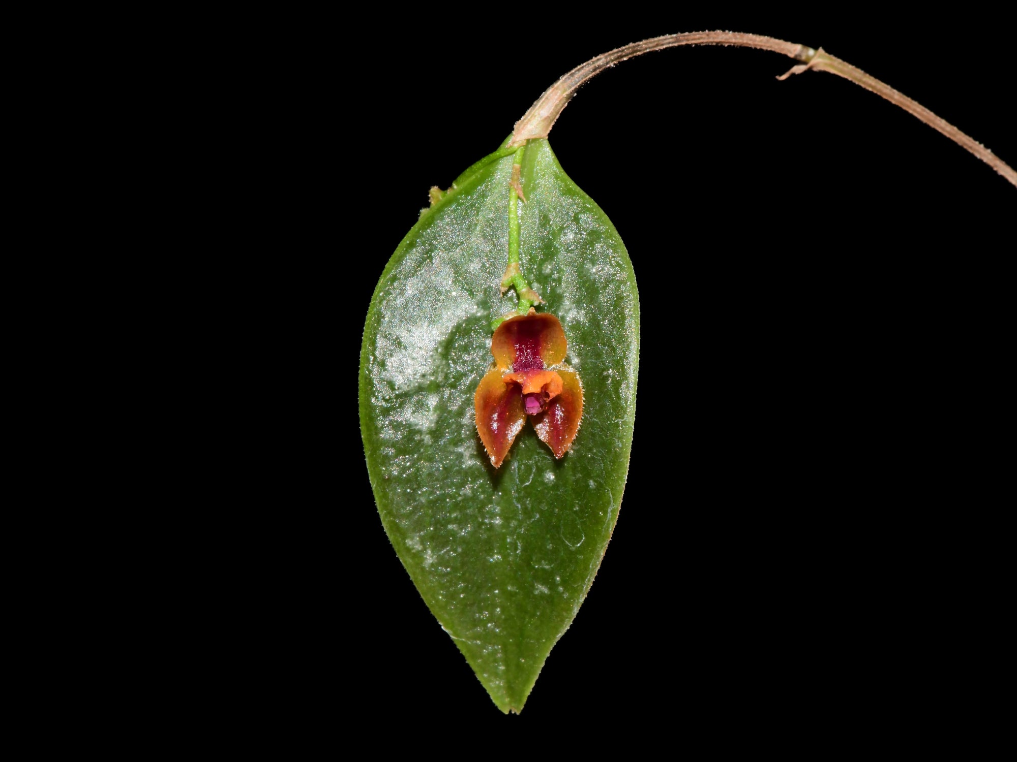 Lepanthes nutanticaulis – Intermediate Miniature Pleurothallid