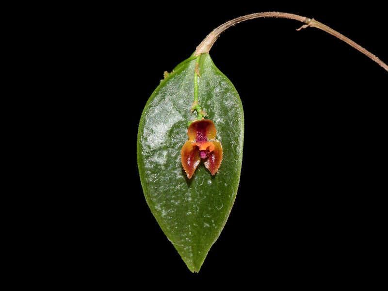 Lepanthes nutanticaulis
