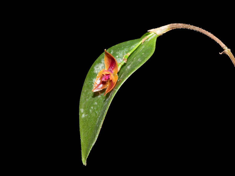 Lepanthes nutanticaulis