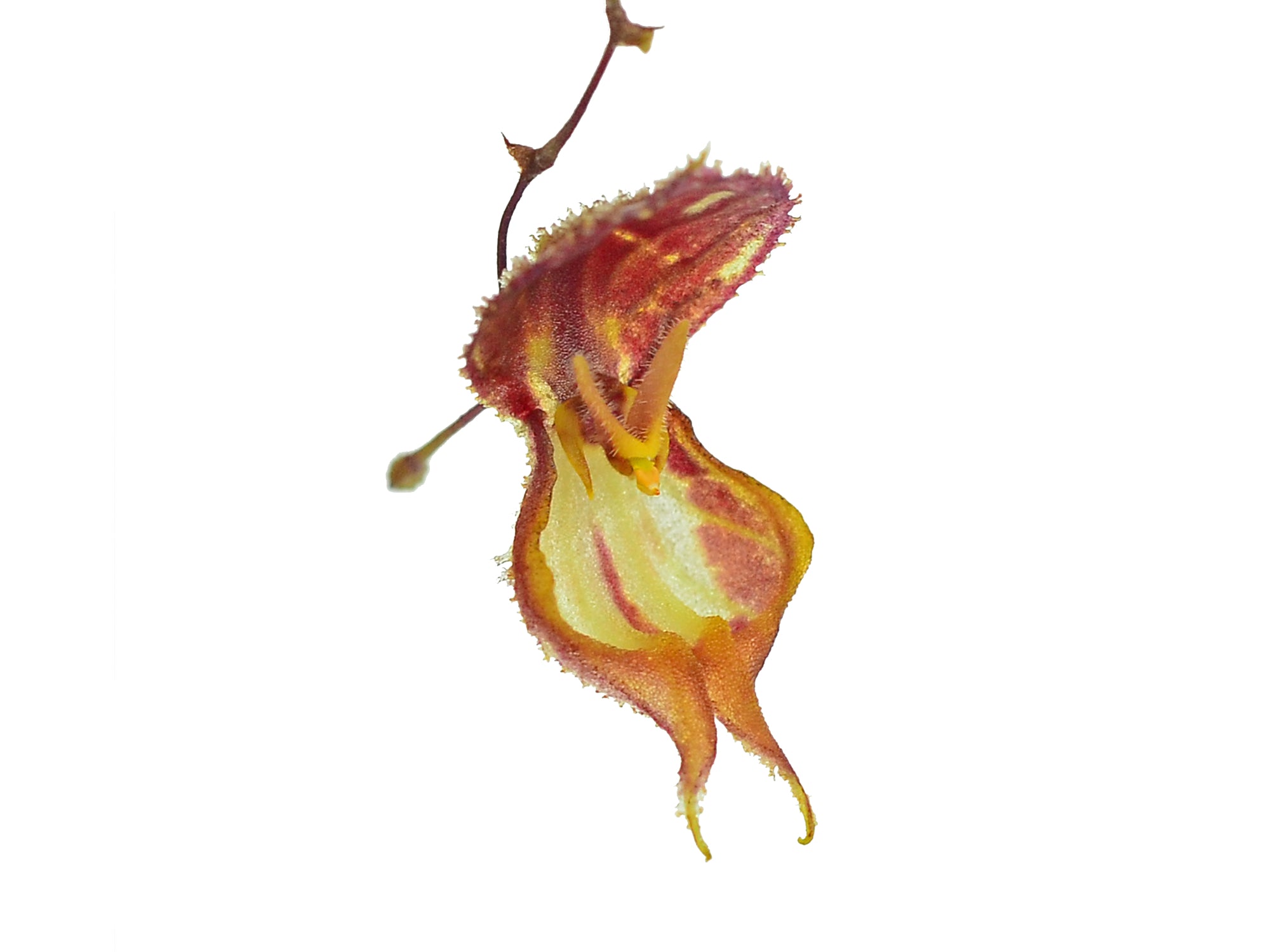 Lepanthes nycteris