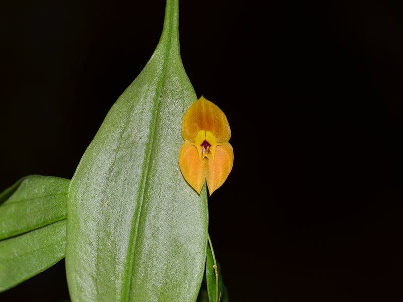 Lepanthes ophelma