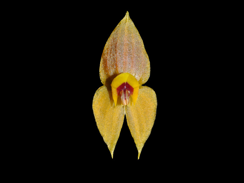 Lepanthes ophelma