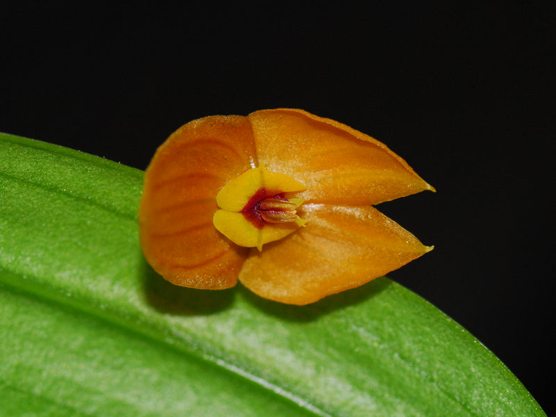 Lepanthes ophelma