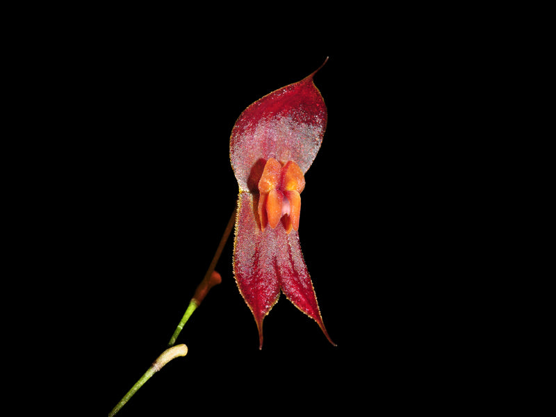 Lepanthes ophioglossa