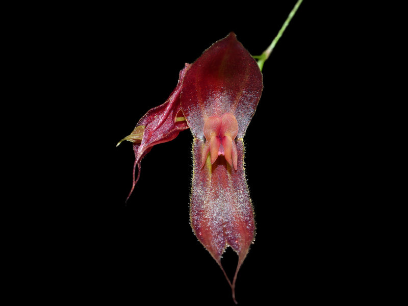 Lepanthes ophioglossa