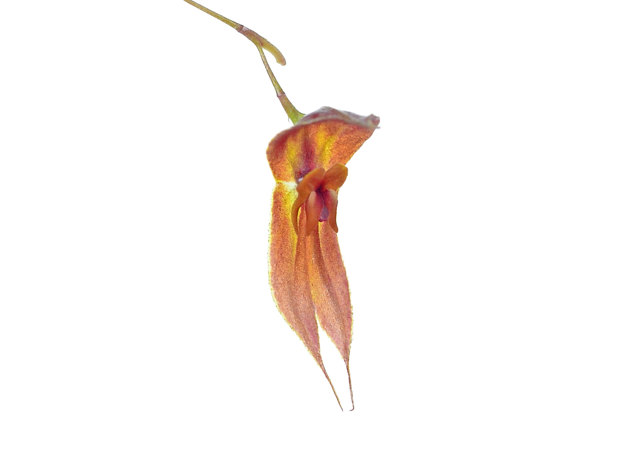 Lepanthes ophioglossa