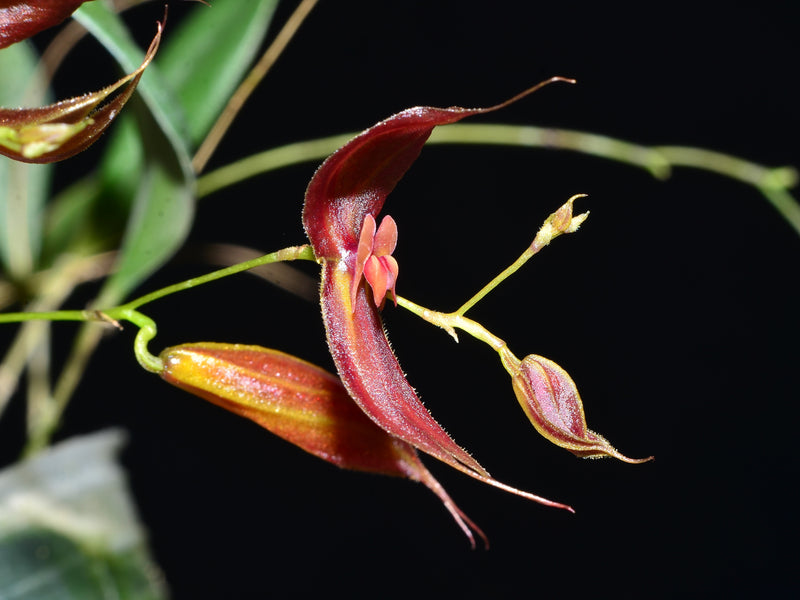 Lepanthes ophioglossa