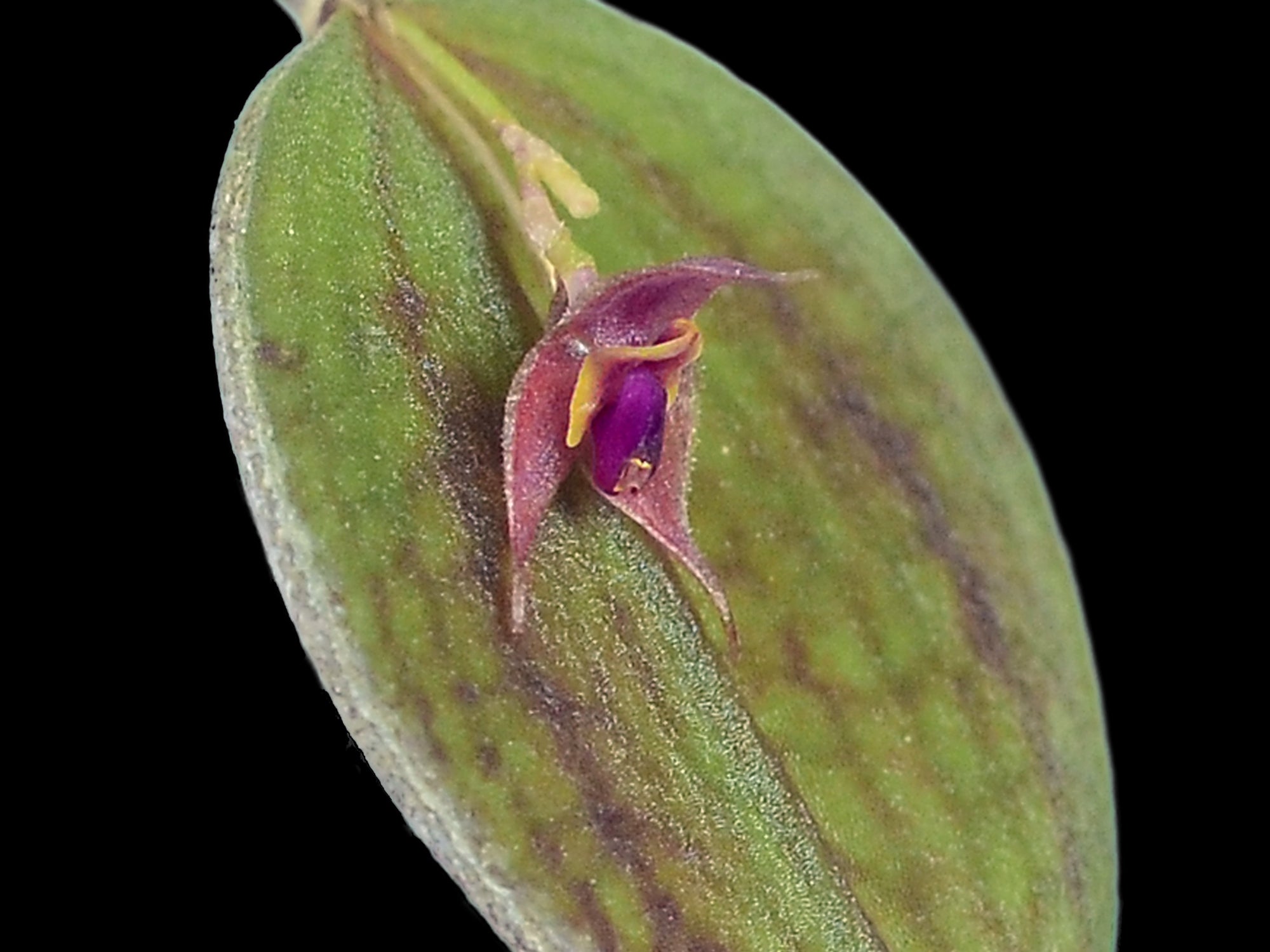 その他観葉植物 Lepanthes orchestris Lepanthes orchestris – Cool-Growing Epiphyllous Miniature Orchid