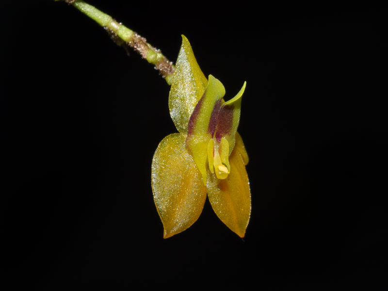 Lepanthes orchestris