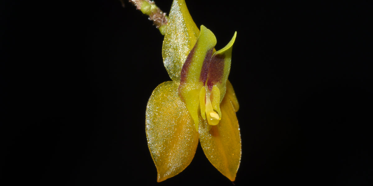 観葉植物 Lepanthes orchestris