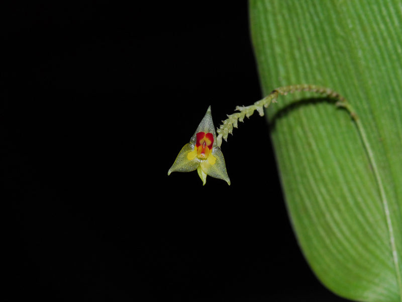 Lepanthes orion