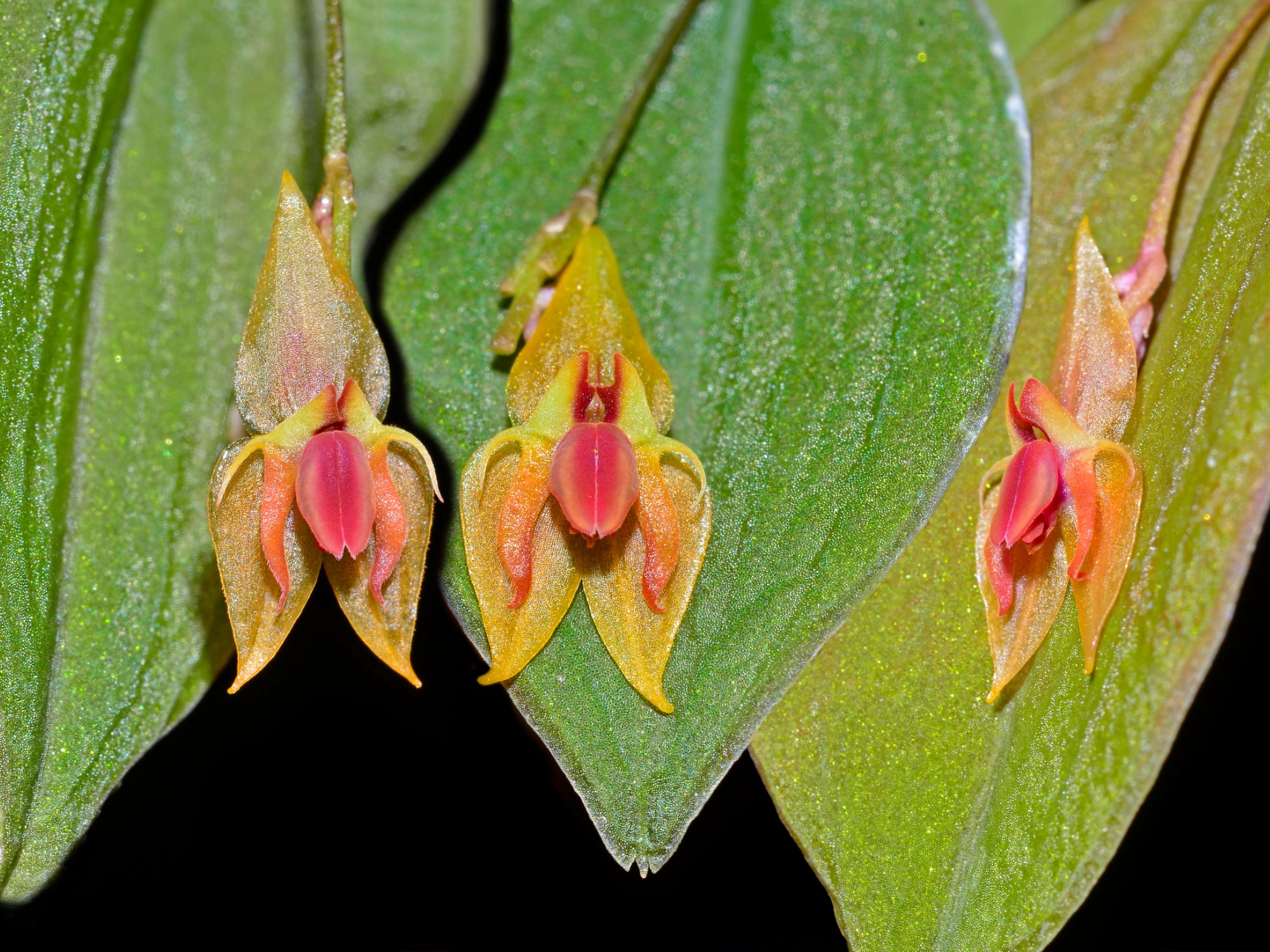 Lepanthes ortegae – Cool-Growing Epiphyllous Miniature Orchid from