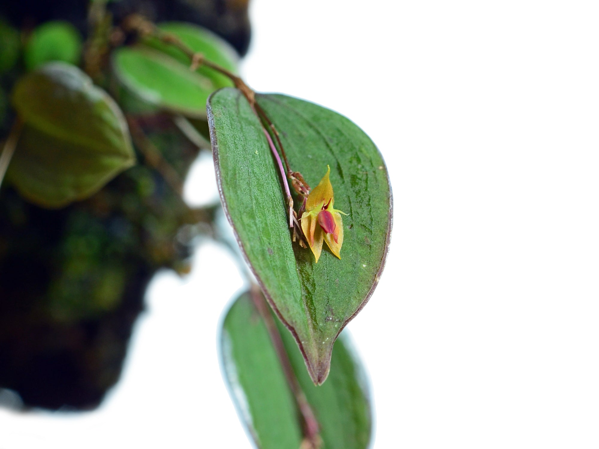 Lepanthes ortegae – Cool-Growing Epiphyllous Miniature Orchid from