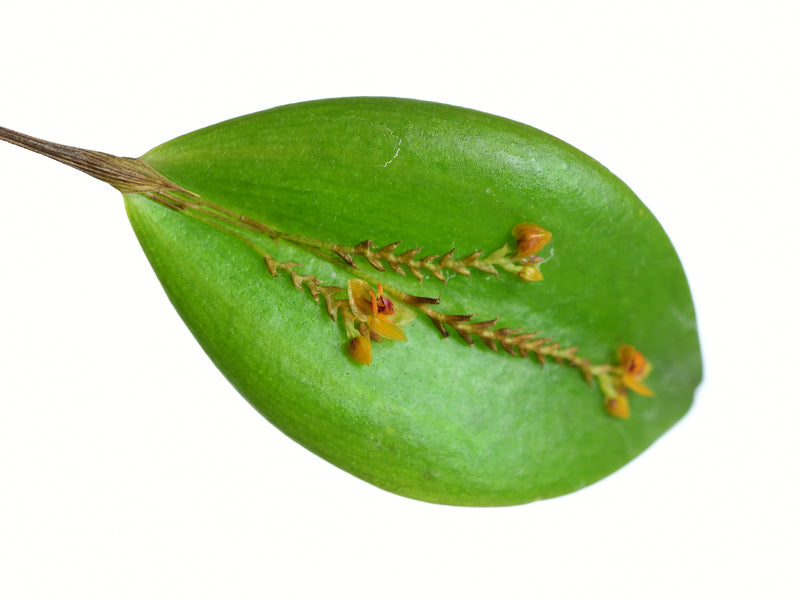 Lepanthes ovalis