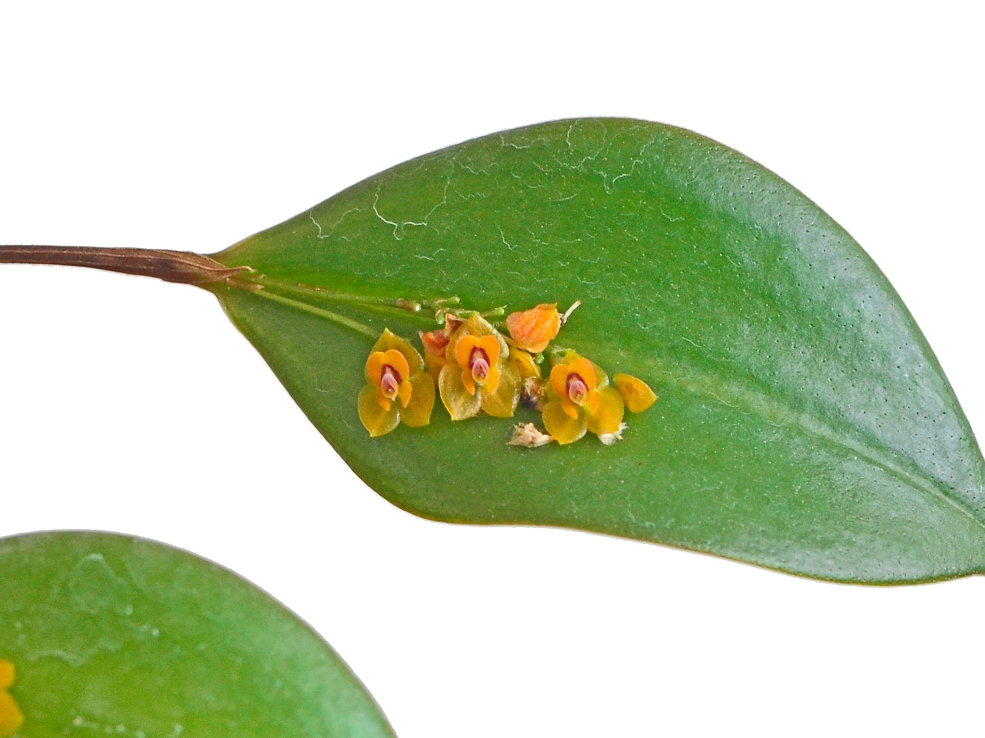 Lepanthes ovalis