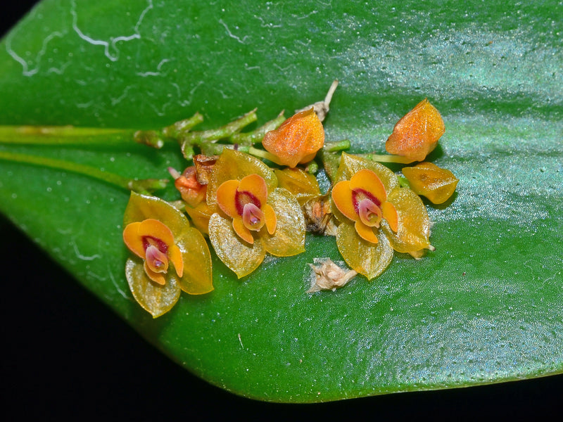 Lepanthes ovalis