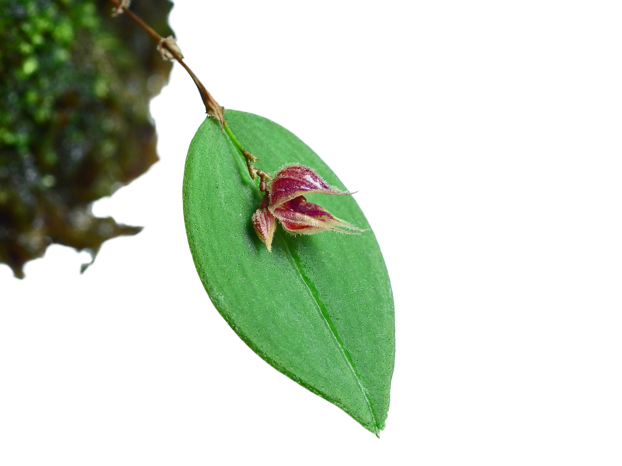 Lepanthes pelvis