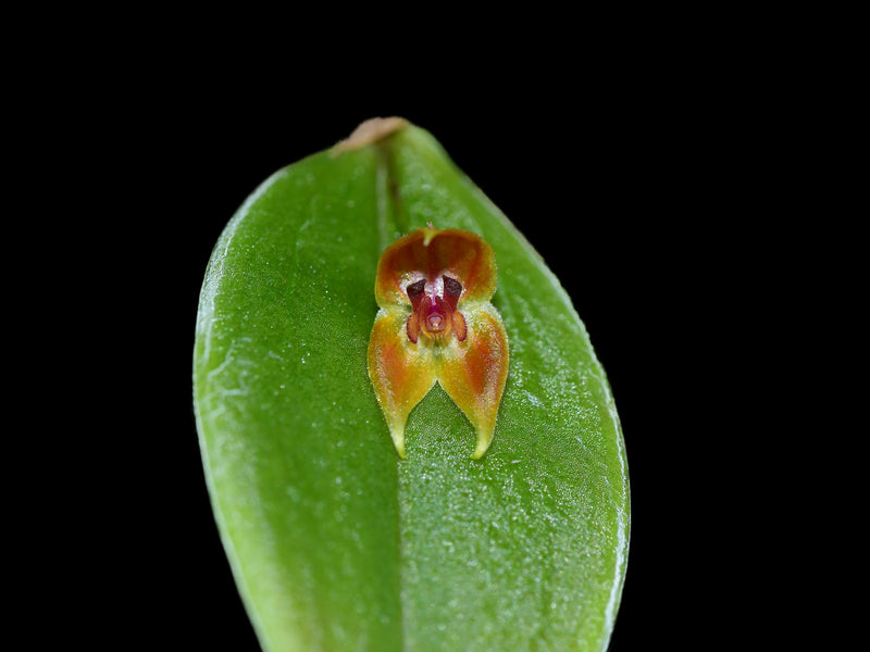 Lepanthes pelvis x Lepanthes niesseniae