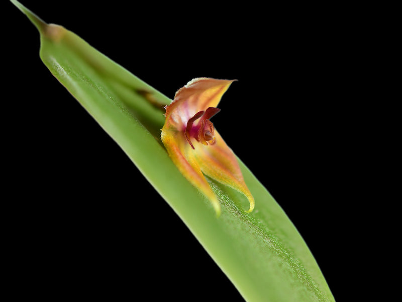 Lepanthes pelvis x Lepanthes niesseniae