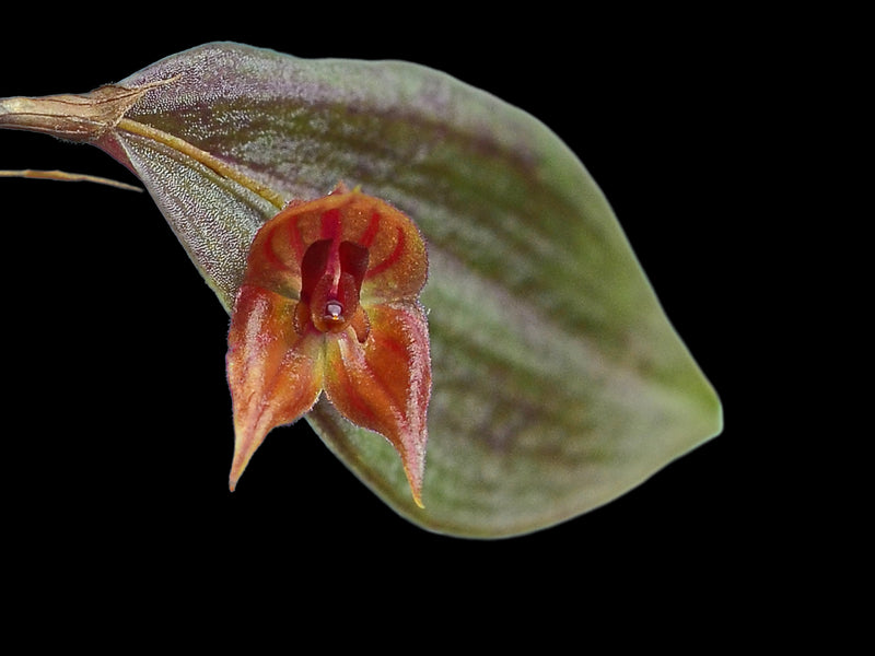 Lepanthes pelvis x Lepanthes niesseniae