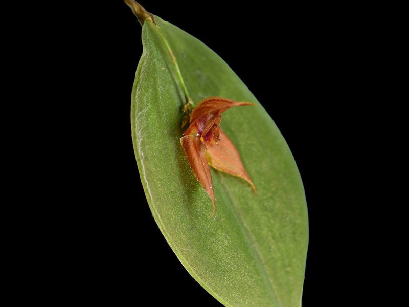 Lepanthes pelvis x Lepanthes niesseniae