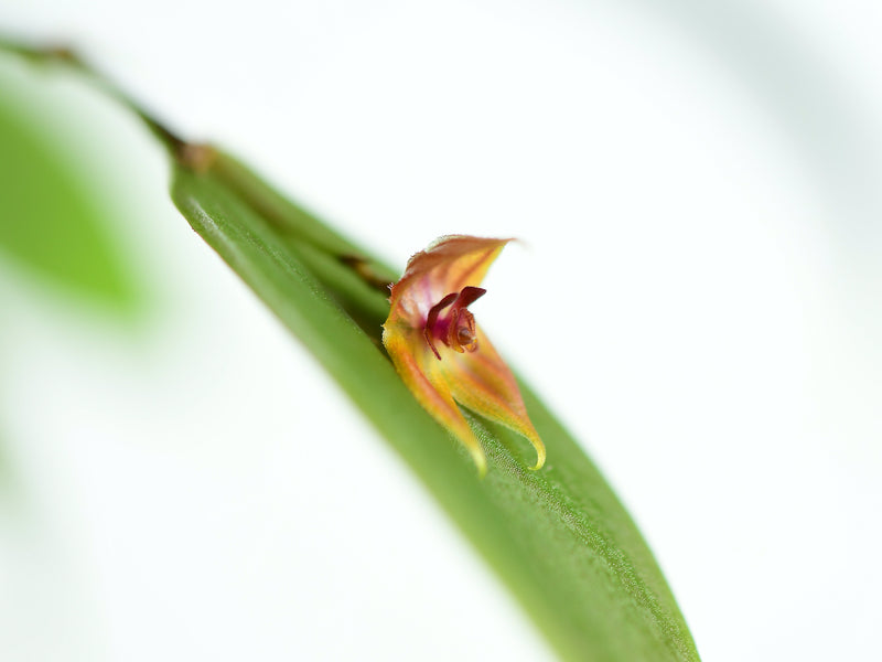Lepanthes pelvis x Lepanthes niesseniae