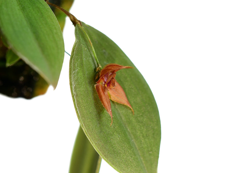 Lepanthes pelvis x Lepanthes niesseniae