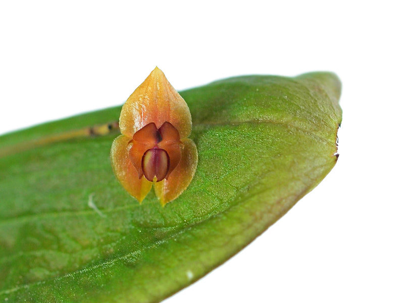 Lepanthes pelyx