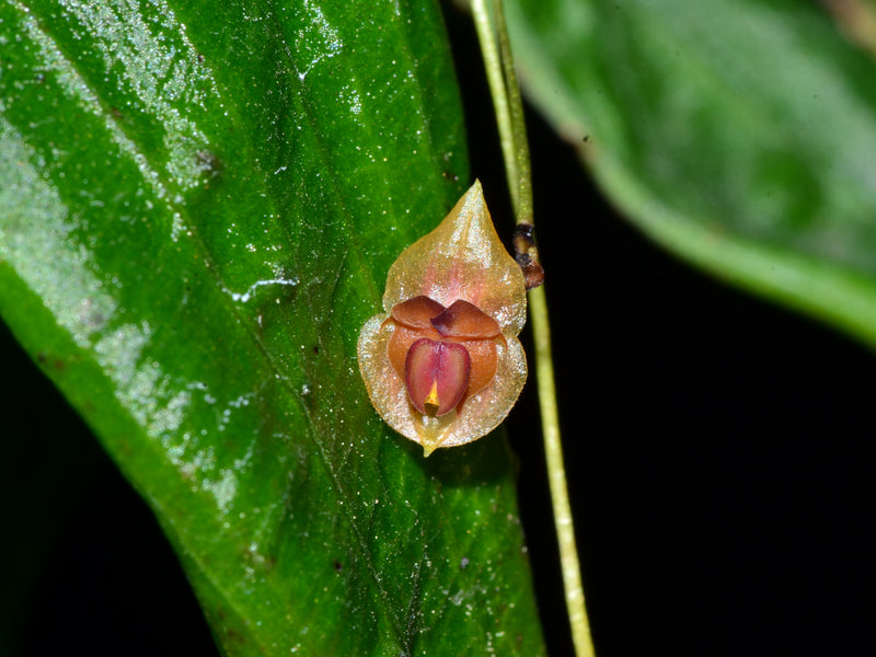 Lepanthes pelyx