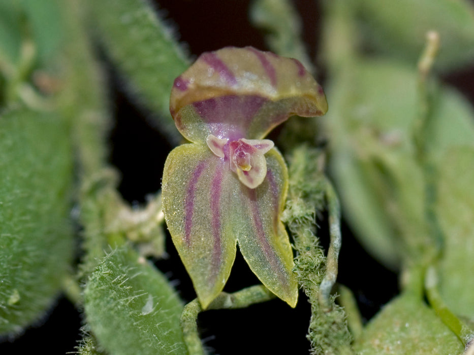 Lepanthes persimilis