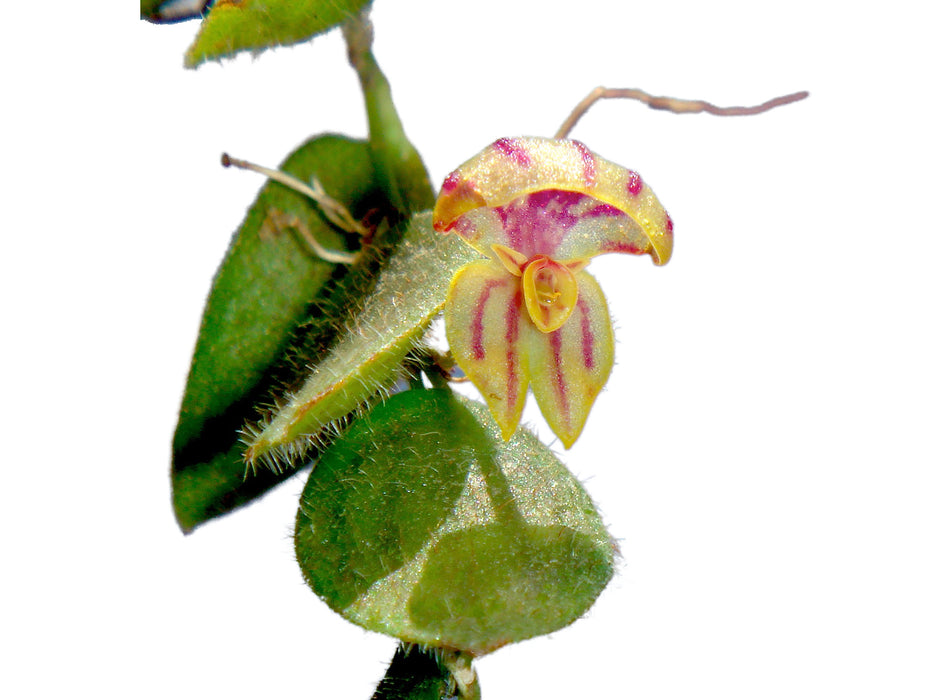 Lepanthes persimilis