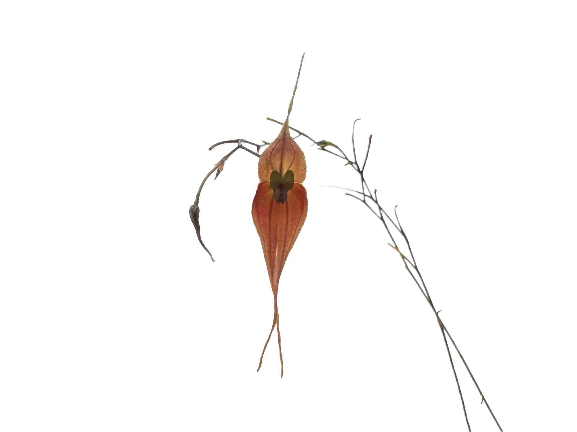 Lepanthes peruviana